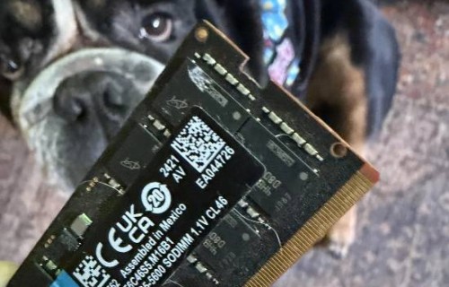 好家伙！狗子啃坏96G内存条 一口下去好几千块没了