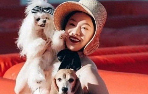 45岁女星淡出荧幕,不拍戏养20狗生活幸福|欢天喜地七仙女|霍思燕|杜江|宠物|娱乐圈