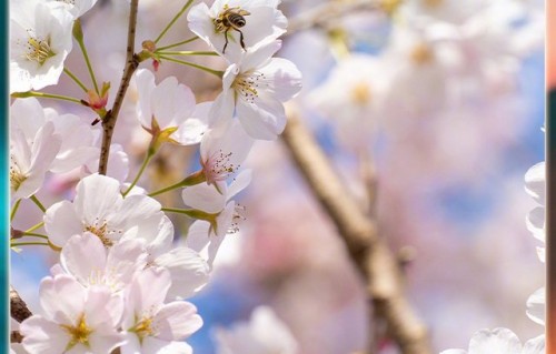 张紫宁李鑫一献唱网剧逐玉插曲一念