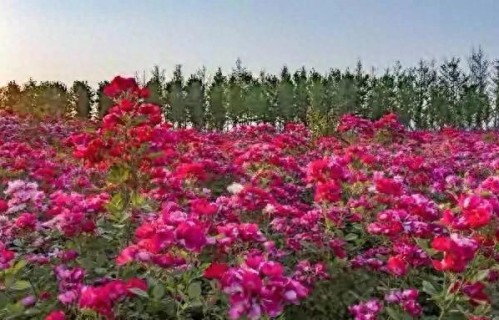 退休后最好的活法，不聚会、不打牌、不旅游，而是做好这三件事_1785880892294