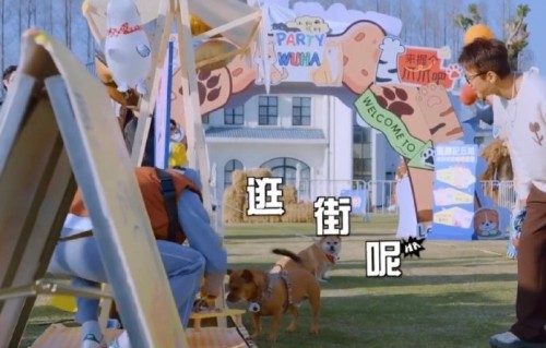 孙俪家叫‘芒果’的小狗这次装死的具体细节和邓超的反应是怎样的？